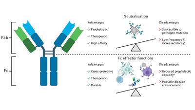 Frontiers | Polyfunctional antibodies: a path towards precision